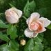 Helga Moser - Facebook