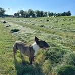 Helga Schmidt - Facebook