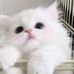 Helen Shen - Facebook