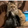 hello again - @romuo_forgettingsad515 - TikTok