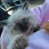🌸 Hello Dolly 🌸 - @dolly_pawrton - TikTok