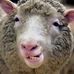 Dolly Hello - Facebook