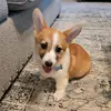 Hello, Dolly! - @dollythecorgi22 - TikTok