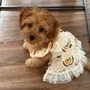 HelloDolly - @hellodollybaddie - TikTok