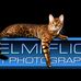 Helmi Flick Cat Photography - Facebook
