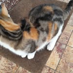 kater miau - @heim_helmut - Instagram