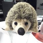 helmut der igel - @helmut_der_igel - Instagram