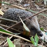 Helmut der Igel 🦔 - @helmut_the_hedgehog - Instagram