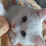 @helmut.die.katze - Instagram