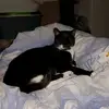 Katzen._.Helmut._.Kiki - @katzen._.helmut._.kiki - TikTok