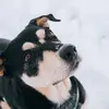 schotthelmut - @schotthelmut - TikTok