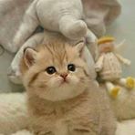 Hena Hamid - Facebook