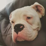 Hendrick The White Boxer - @hendricktheboxer - Instagram