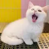 Heng Lo - @user1756902400355 - TikTok