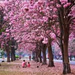 Gift Jaranya - @hengphukcrayya - Instagram