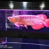 Heng Te - @heng.te - TikTok