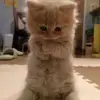 HengTran_ 29🇻🇳 - @hengtran_29 - TikTok
