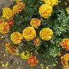 tran heng - @tran.heng - TikTok