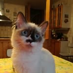 Henri Albert - Facebook