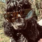 Henri Gordon - @henri.cocker - Instagram