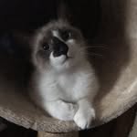 Henri Higgins - @henrihigginsthecat - Instagram