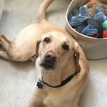 Henri And Murphy’s Adventures - @henriandmurphy - Instagram