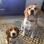 Little Hen & Smurfy Murphy - @henri_murphy_beagles - Instagram