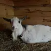 Jennifer - @henriettabean - TikTok