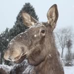 Henrietta - @henrietta_berggren - Instagram