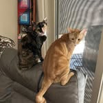 Henrietta Berg - @susysmom - Instagram
