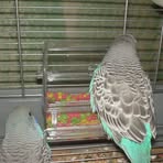 Henrietta Bird - Facebook