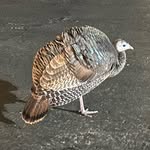 Name? I have many. Henrietta, Marilyn, Dumb Bird… - @pvksturkey - Instagram