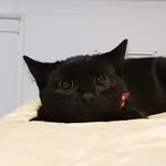 Henrietta & Beatrix - @henriettatheblackcat - Instagram