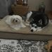 Henrietta Cheek - Facebook