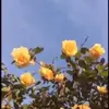 henriettafields - @henriettafields0 - TikTok