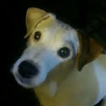 O. Henrietta James Wiley! - @henri.puppy - Instagram