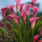 Henrietta Mann - Facebook