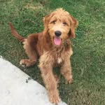 Henrietta May - @henriettathedoodle - Instagram