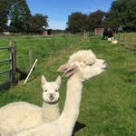 Henrietta May - @henrimcg - Instagram
