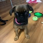 Henrietta Sullivan - @henriettathegriff - Instagram