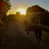 HENRIQUE ROSA - @henrique_.s_rosa - TikTok