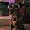 Henry Acuna - @henrytherescuedog - TikTok