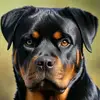 Adeleye Henry - @adeleye.henry - TikTok