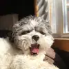 Henry🐾 - @henrymicoadkins - TikTok