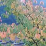 henry ahn - @ascot_house - Instagram