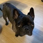 Henry Alan - @henryalanfrenchie - Instagram