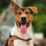 Henry - @henry.the.beach.dog - Instagram
