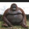 Henry Bellinger835 - @henrybellinger - TikTok