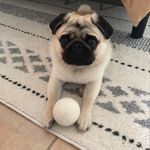 Henry Benjamin - @henrybenjamin_thepug - Instagram