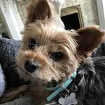 Henry Valentino Blanke - @highmaintenancehank - Instagram